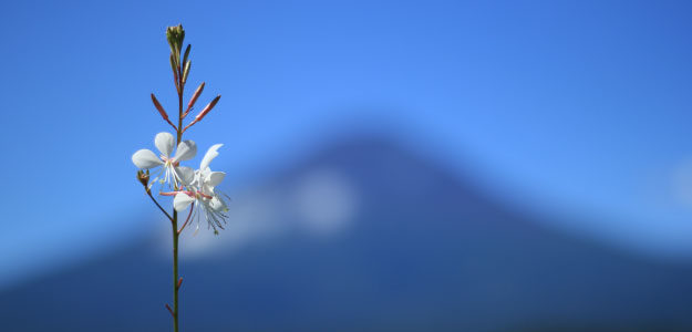 白い花と富士山の写真