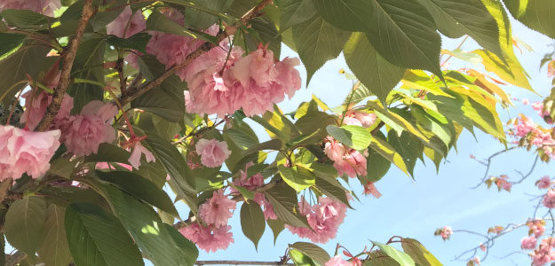 桜の写真