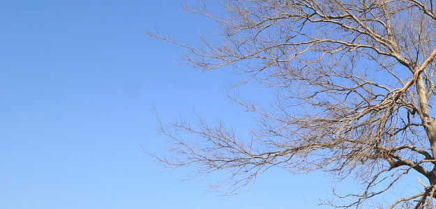 葉のない枝と青空の写真