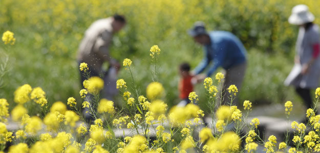 菜の花と家族の写真