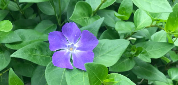 紫の花の写真