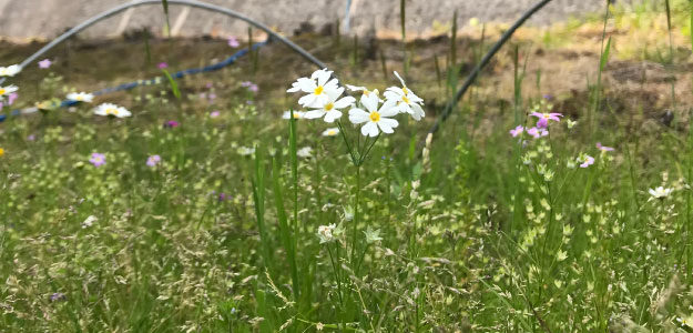 白い小さな花の写真