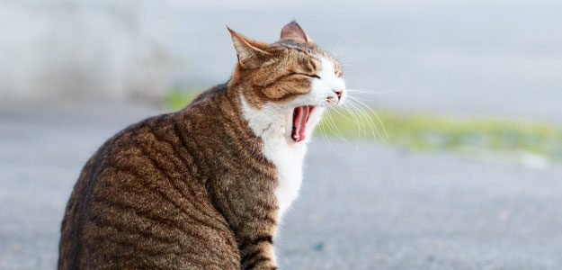 あくびする猫の写真