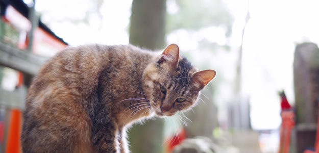 頭を下げる猫の写真