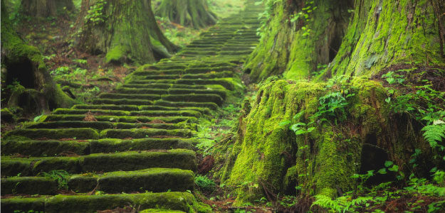 森の中の苔生した階段の写真