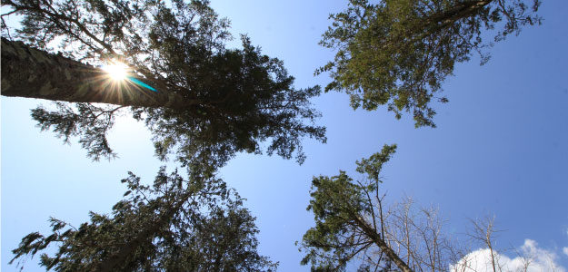 木と青空の写真