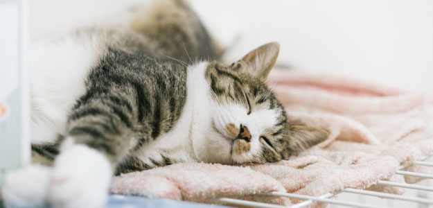 布団で寝る猫の写真