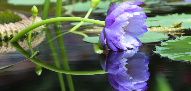 紫のスイレンの花の写真