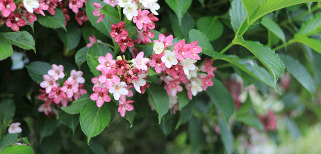 白とピンクの花の写真