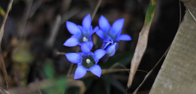 青い花の写真