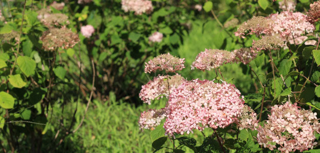 薄いピンクの花の写真