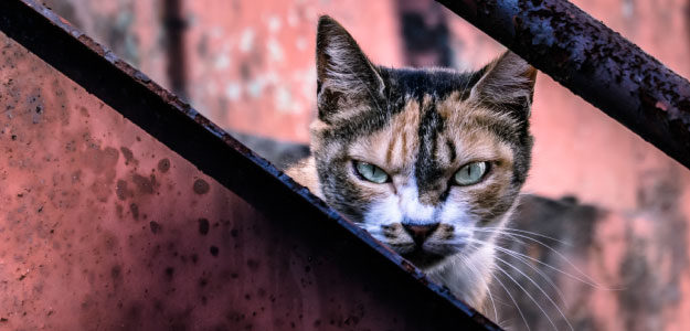 威嚇する猫の写真