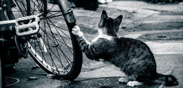 自転車のタイヤで爪を研ぐ猫の写真