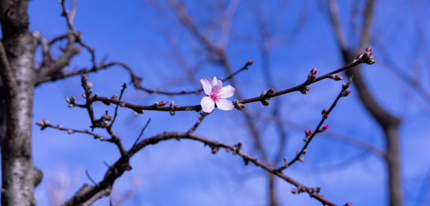 青空と一輪の桜の花の写真