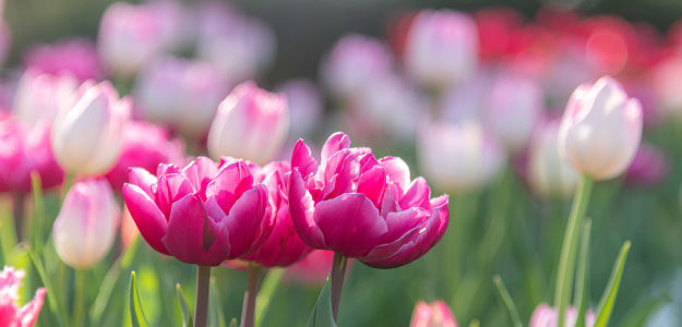 ピンクの花の写真