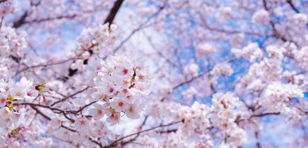 桜と青空の写真