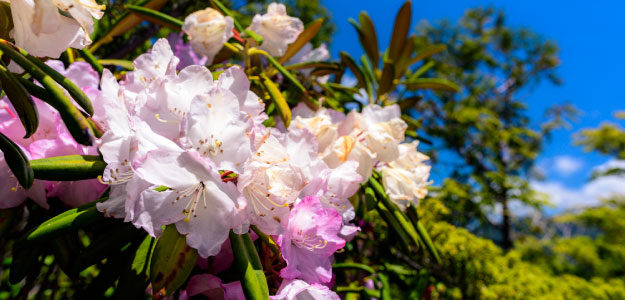 シャクナゲの花の写真