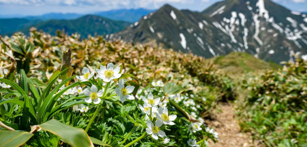 山道に咲く白い花の写真