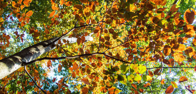 紅葉の木漏れ日の写真