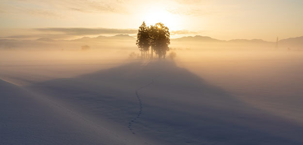 霧の中の木の写真