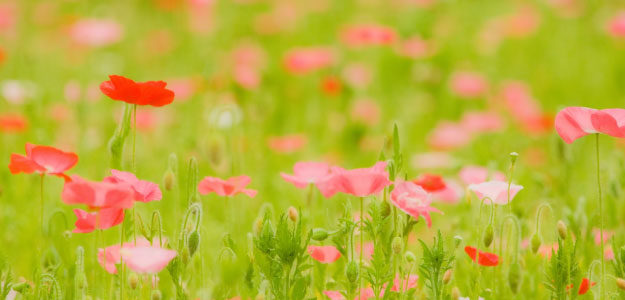 赤とピンクの花の写真