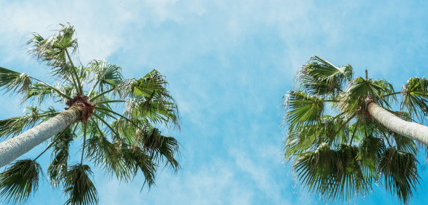 ヤシの木と空の写真