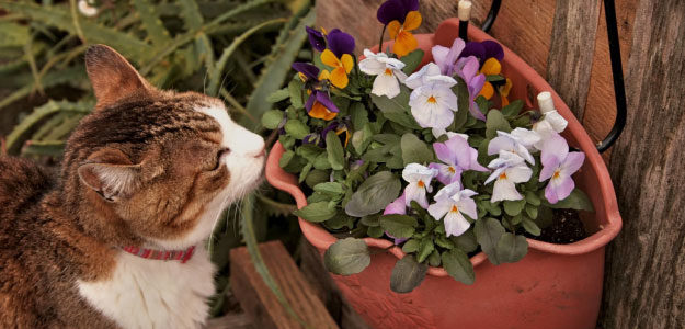 猫と花の写真