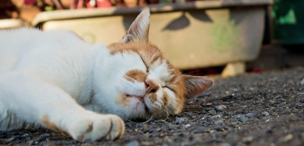 地面に寝そべる猫の写真