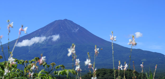 富士山の写真