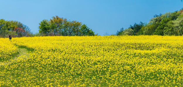 黄色の花の写真