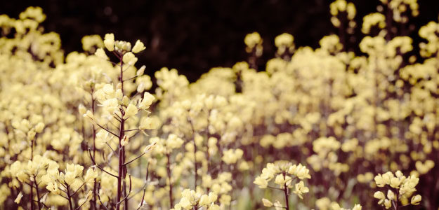 黄色の花の写真