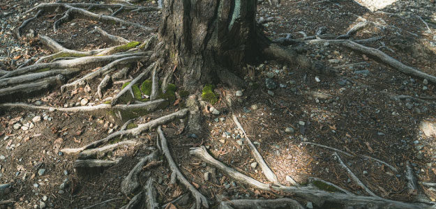 木の根の写真