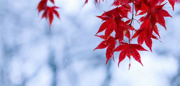 雪と紅葉の写真