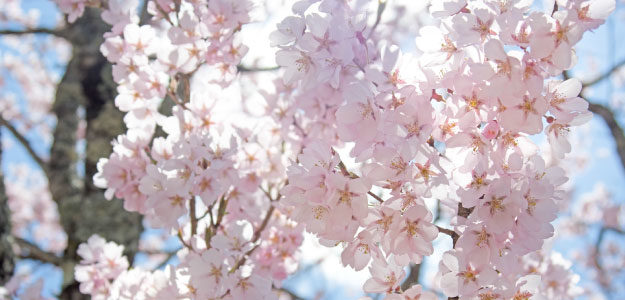 桜の写真