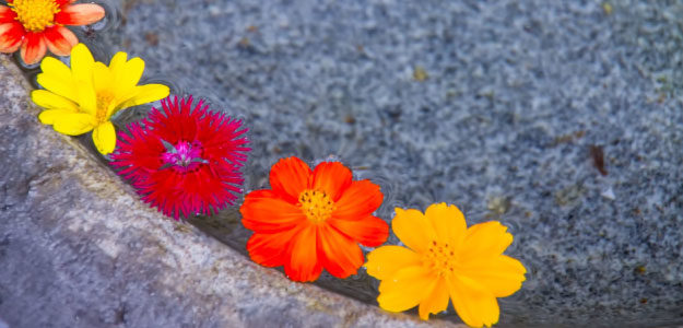 水に浮かべた花の写真