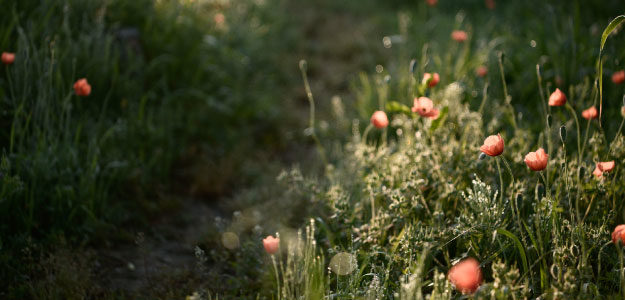 オレンジの花の写真