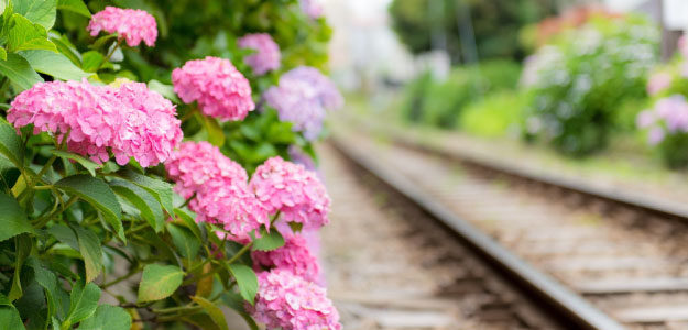 線路沿いの紫陽花の写真