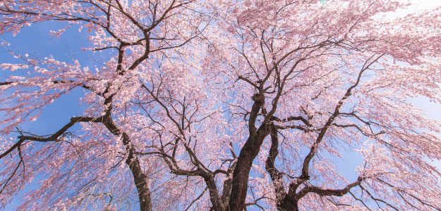 枝垂れ桜の写真