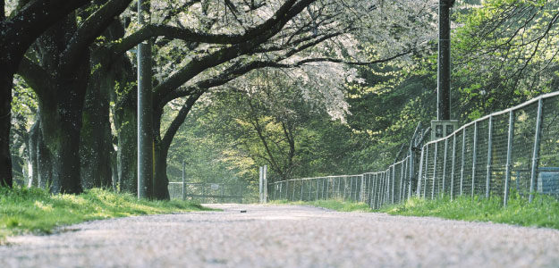 桜並木の写真