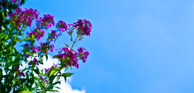 花の写真