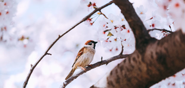 桜とスズメの写真