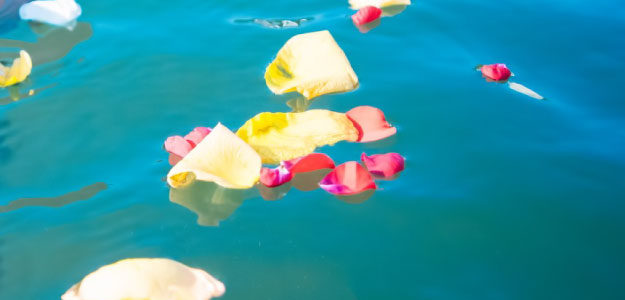 水面に浮いた花びらの写真