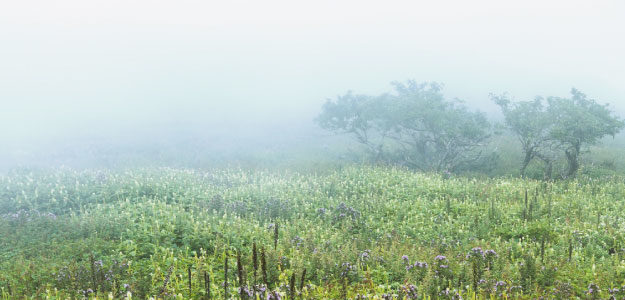 霧の立ち込める草原の写真