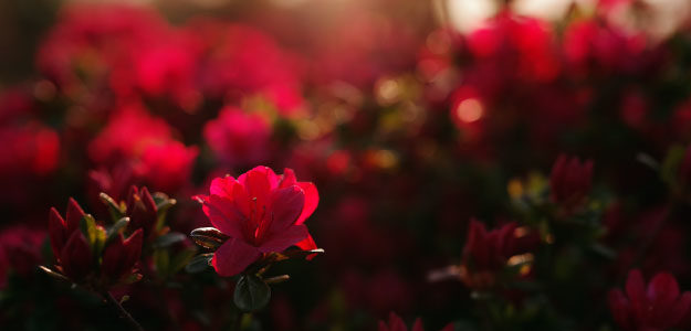 赤いツツジの花の写真