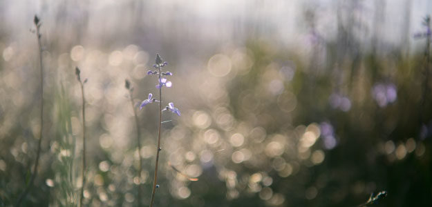 紫の花の写真