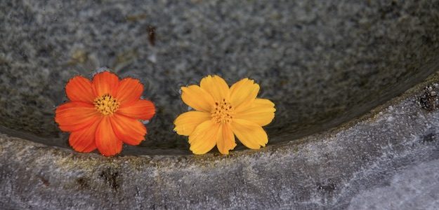 水に浮かべた花の写真