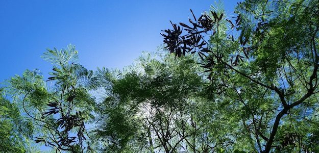 木と青空の写真