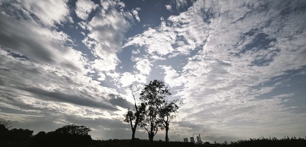 木と空の写真