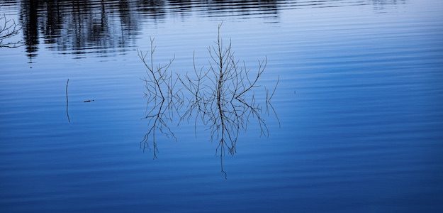 水面から出る木の枝の写真