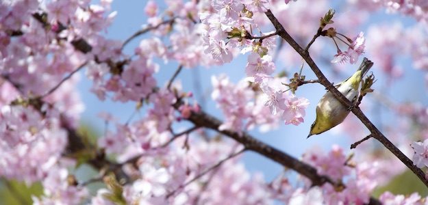 桜にとまるメジロの写真